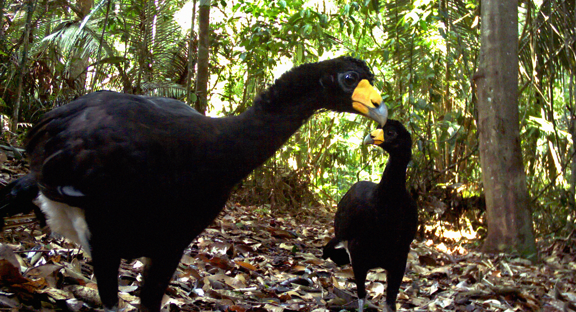 Fragmentação florestal na Amazônia altera cadeia alimentar da fauna