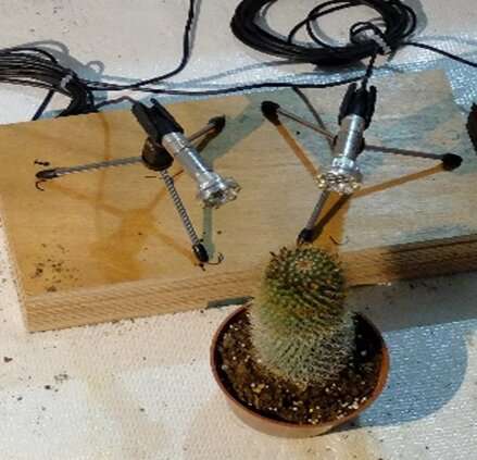 Plantas emitem som quando estressadas