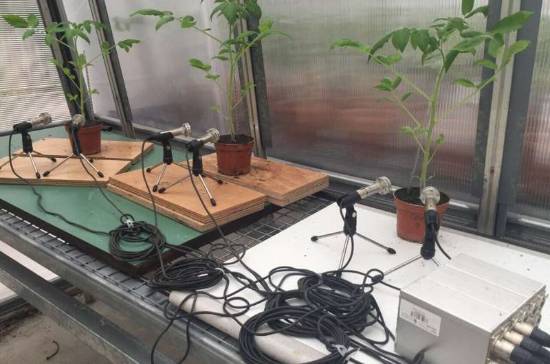 Plantas emitem som quando estressadas