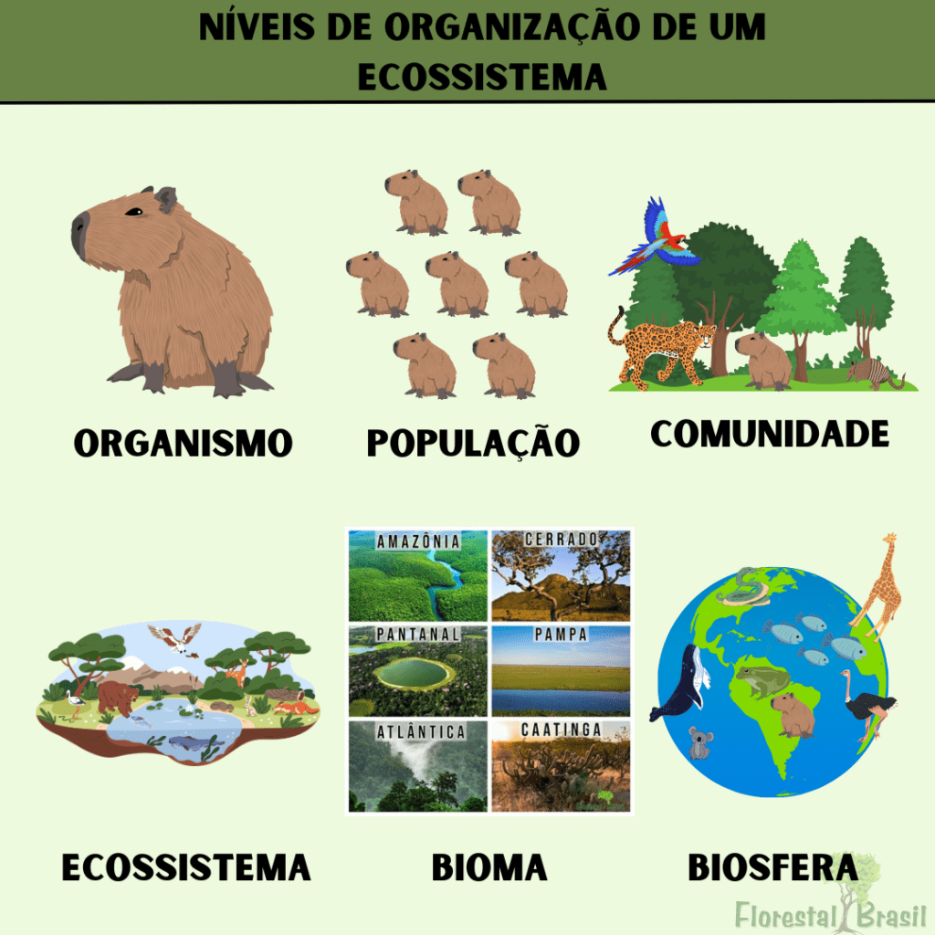níveis de organização de um ecossistema