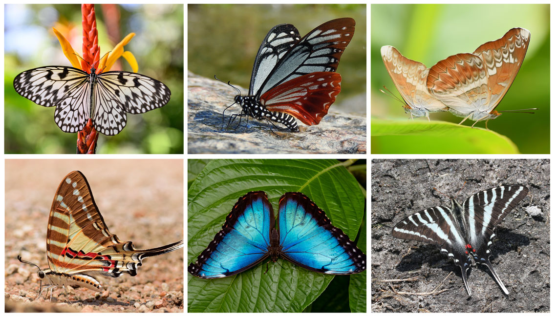 Borboletas coexistiram com dinossauros, graças as plantas