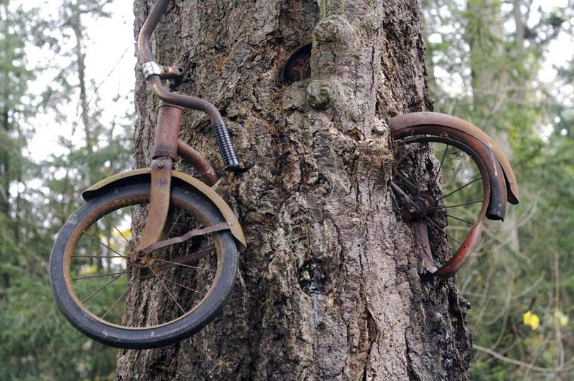 A Bicicleta e a Árvore