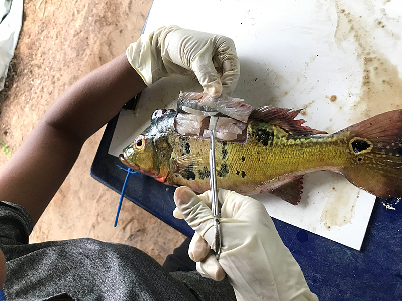 Mercúrio contamina 21% dos peixes vendidos na região da Amazônia