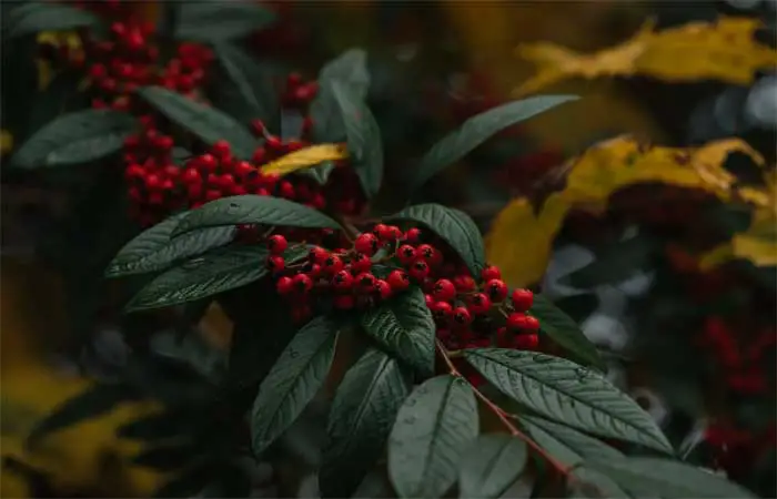 Cotoneaster franchetii: É a superplanta que absorve a poluição do ar?