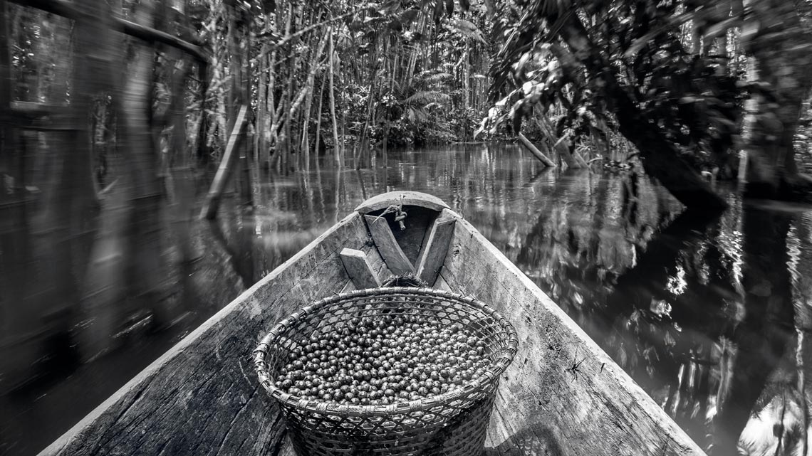 Desenvolvimento sustentável sem destruição na Amazônia