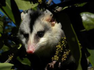extinção de mamíferos na caatinga