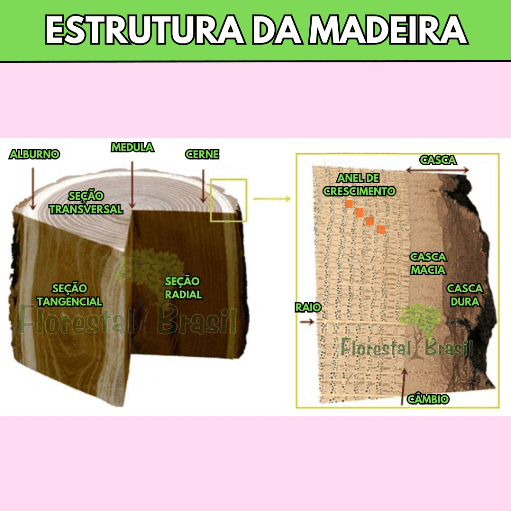 ESTRUTURA DA MADEIRA
