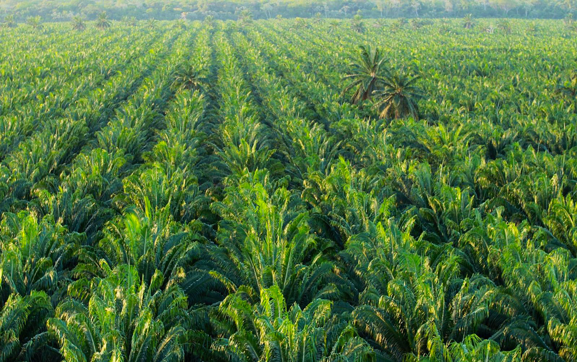 Dendezeiros avançam no Pará e floresta diminuí