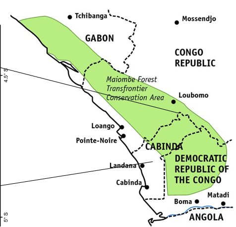 Angola e a Incrível e gigantesca floresta do Maiombe