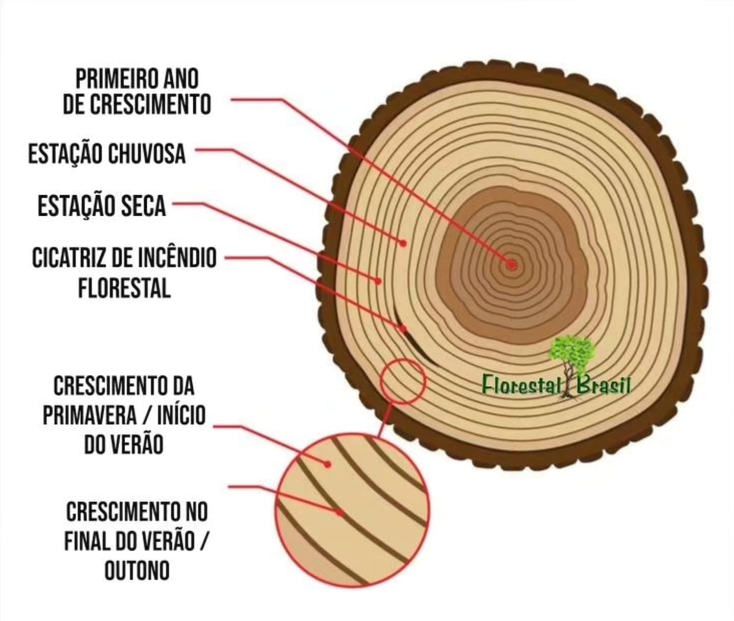Dendrocronologia