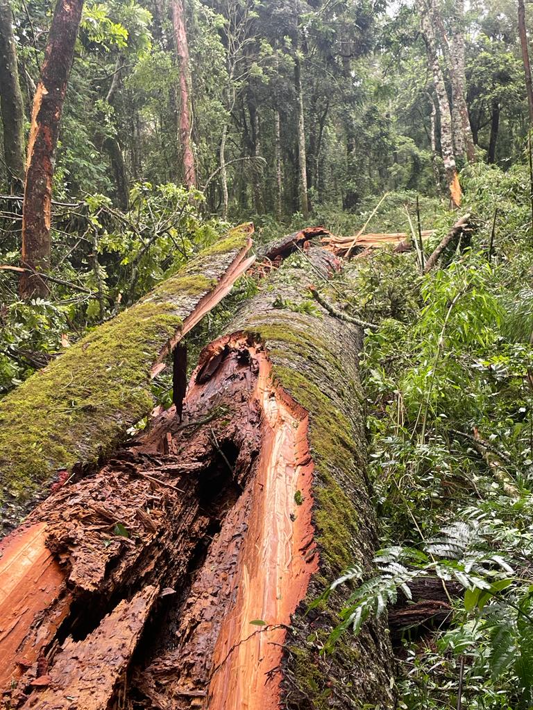 A maior Araucária do Paraná de 750 anos foi derrubada