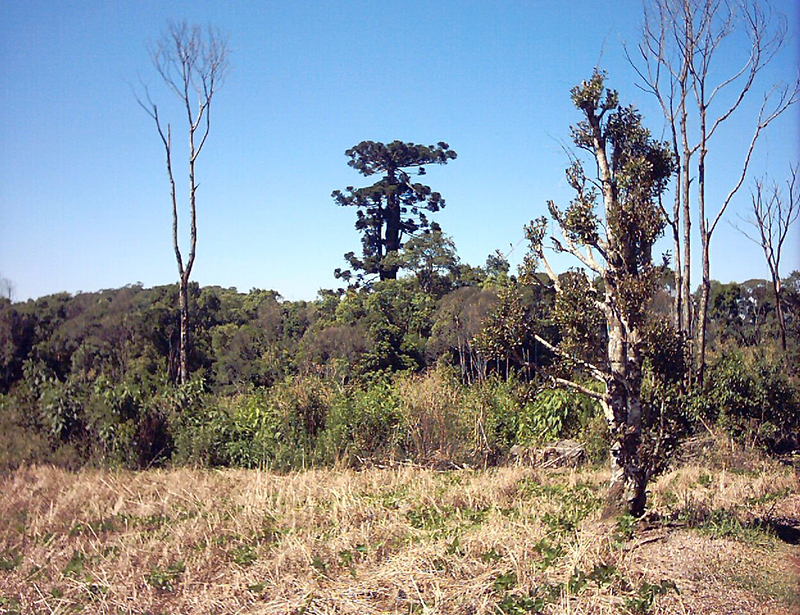 maior araucaria do parana