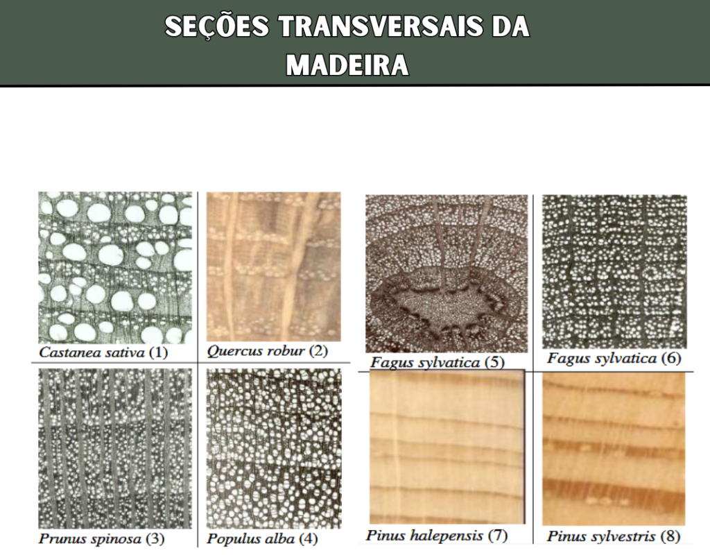 seções transversais da madeira