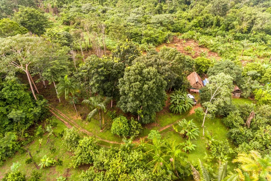 Agrofloresta: a solução para a emergência climática