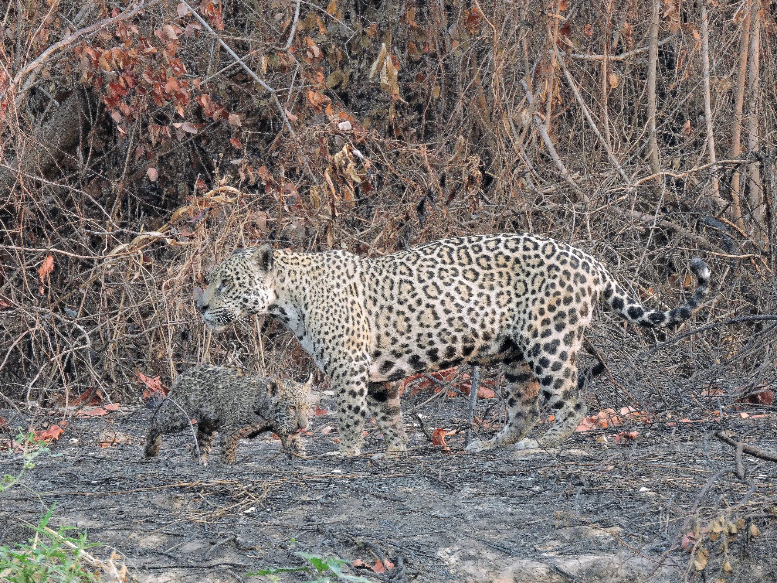 Onças-pintadas em perigo: nova queimada no Pantanal