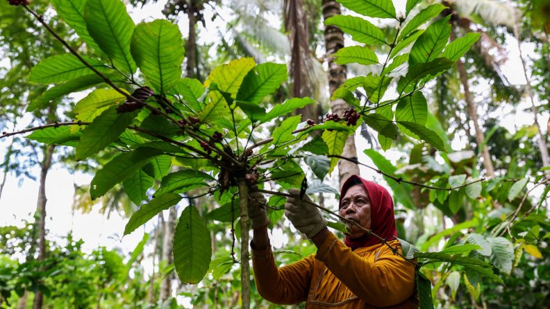 Expansão da Borracha está causando desmatamento no Sudeste Asiático