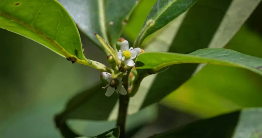 redescoberta de árvore extinta em Pernambuco