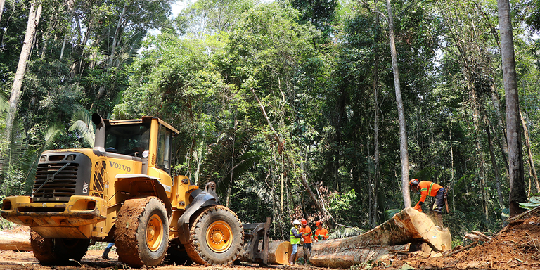 Exploração Sustentável: O Sucesso da Floresta Nacional do Jamari em Rondônia
