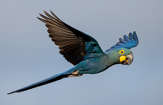 arara-azul-de-lear