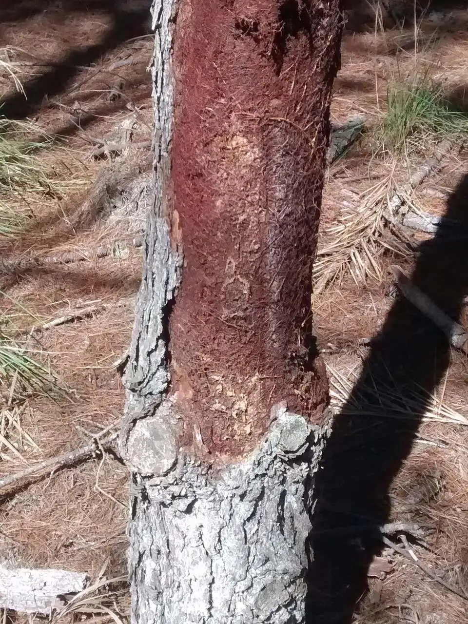 A raiz do mal: Pinus se alimentam de árvores mortas