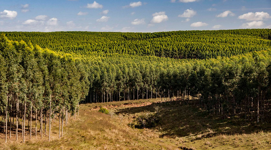 Produção Florestal: Silvicultura e Extração Vegetal batem recordes em 2022 faturando R$ 33,7 bilhões