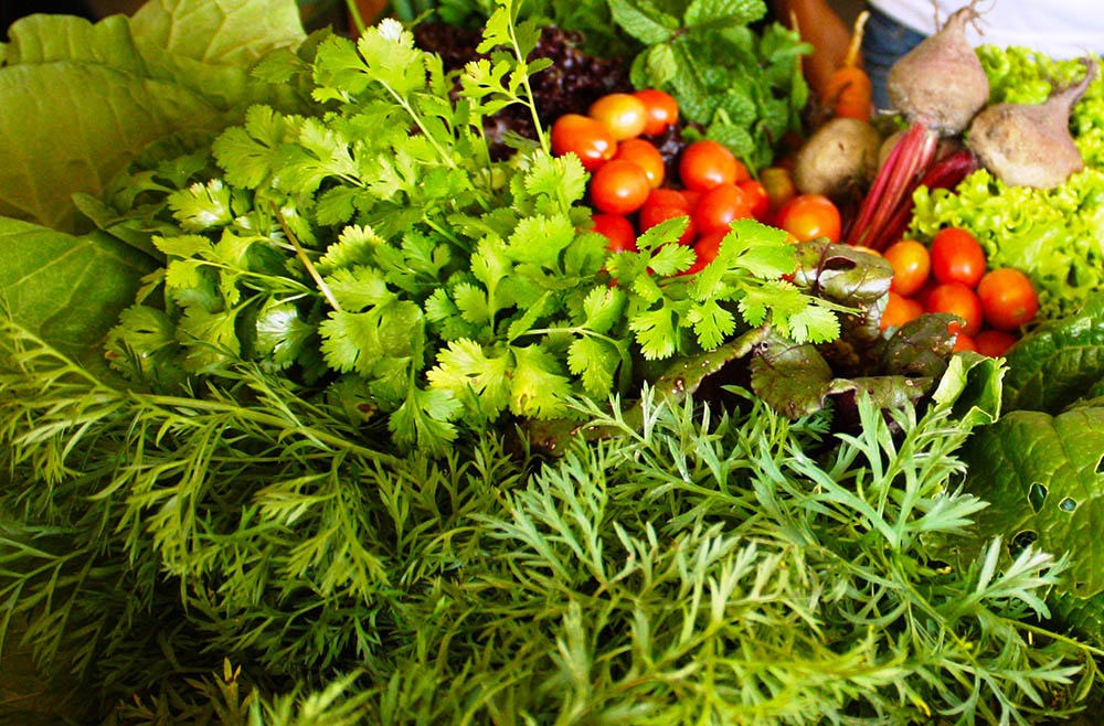 A Embrapa lança ambiente digital revolucionário para auxiliar na produção orgânica e agroecológica