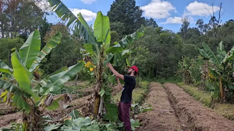 reflorestamento agroflorestais