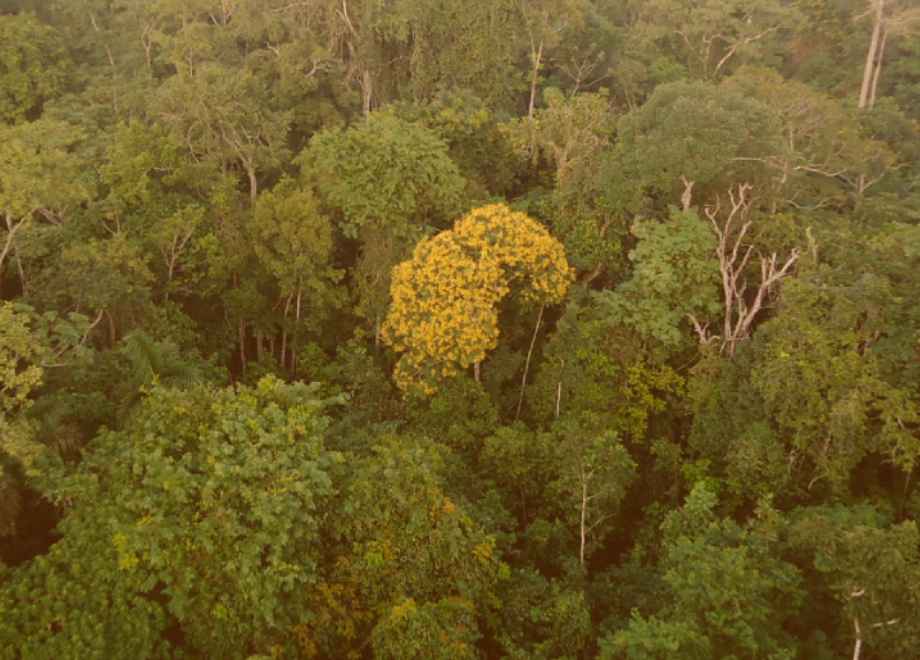 Altas temperaturas sobre as árvores da Amazônia pode ter danos irreparáveis