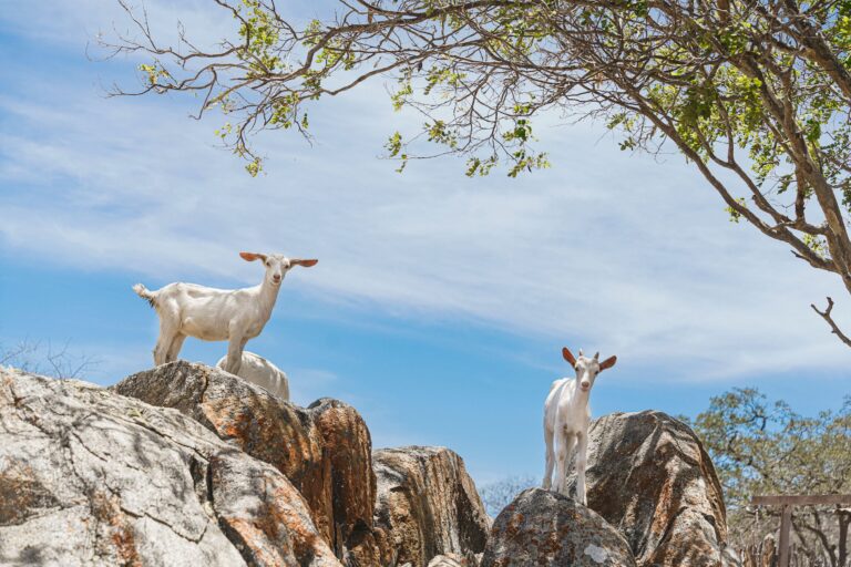 Recaatingamento: salvando o semiárido de virar deserto
