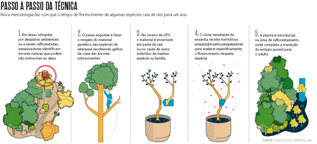 Nova técnica de reflorestamento