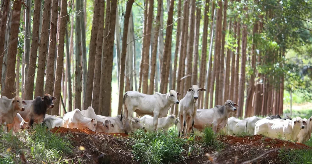 Sistemas agrícolas sustentáveis