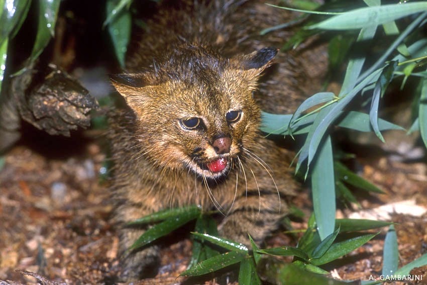 Gato-palheiro-dos-pampas: o felino mais ameaçado do mundo