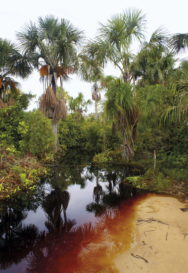 As origens da biodiversidade Amazônia