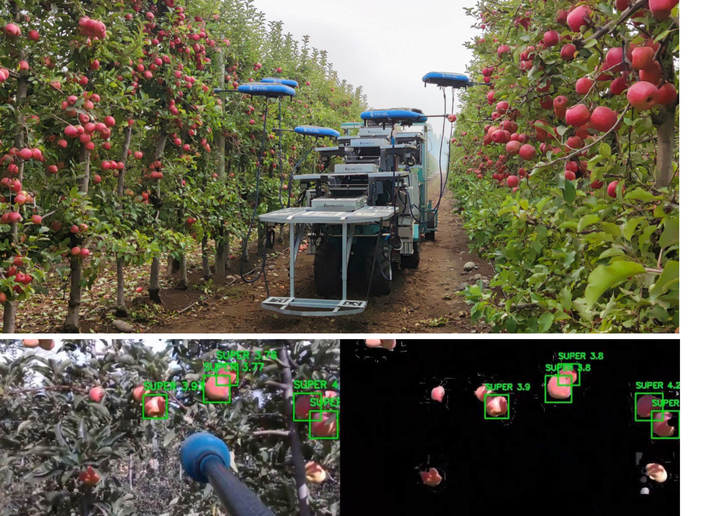 Robôs programados para colher frutas