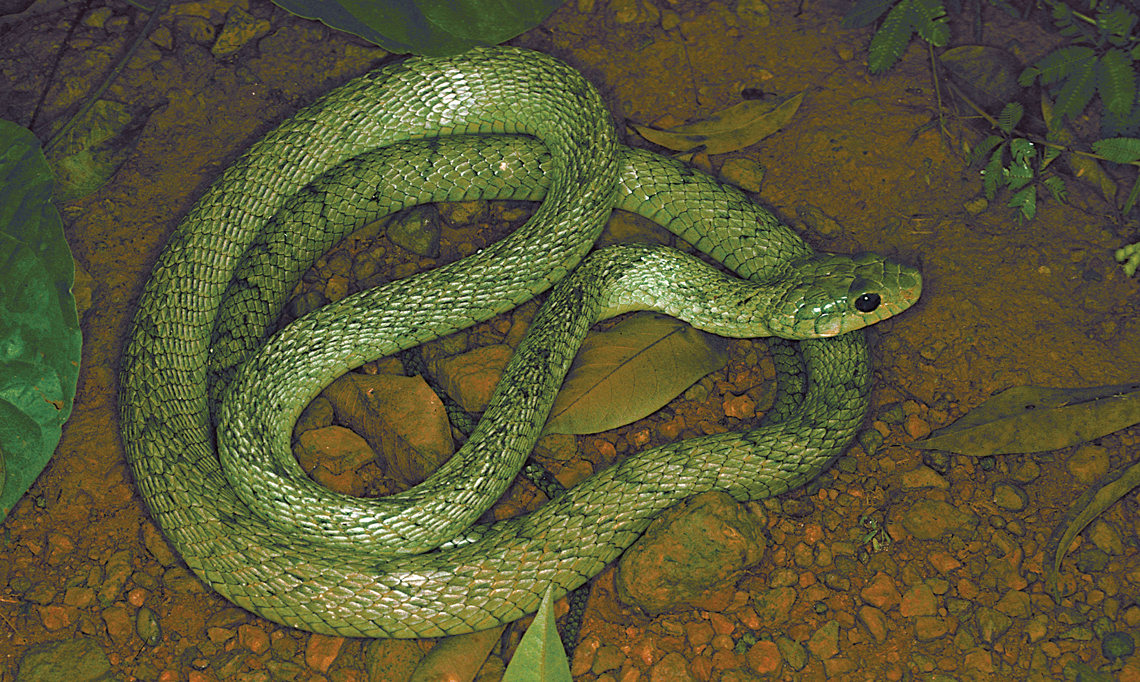 Guia ilustrado de Serpentes da Amazônia é lançado no Instituto Butantan