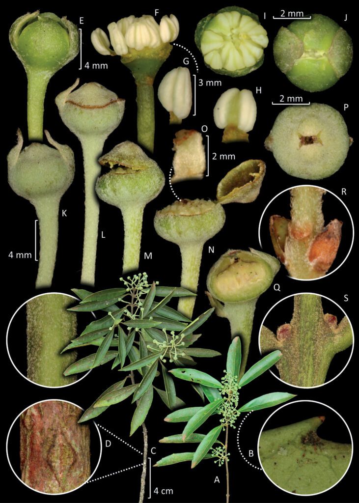 Mollinedia fatimae