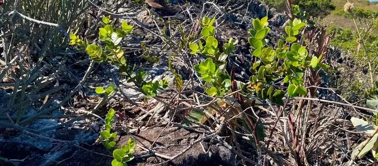 Pesquisadores descobrem parente da Azeitona no Brasil