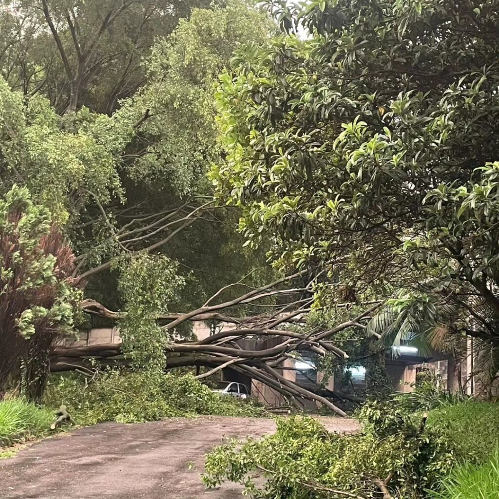 porque cai árvores em são paulo