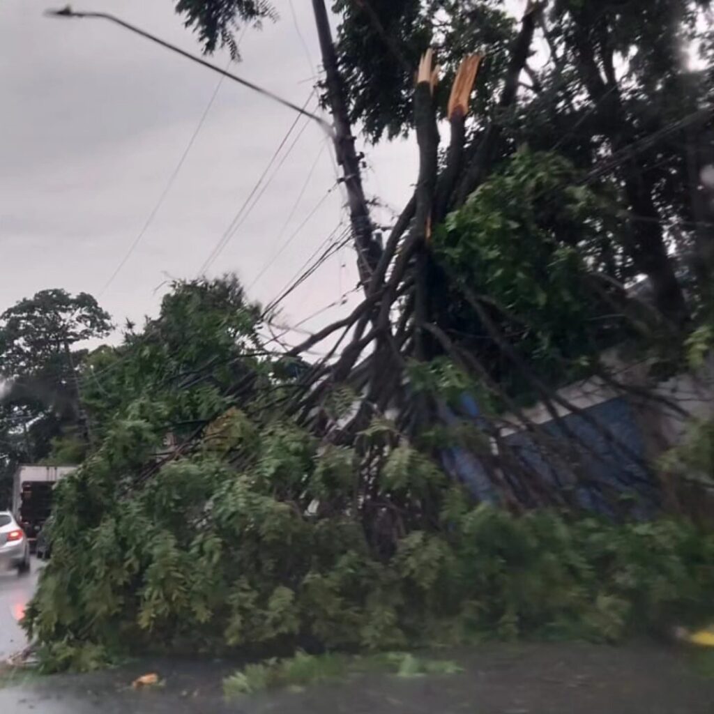 porque cai árvores em são paulo