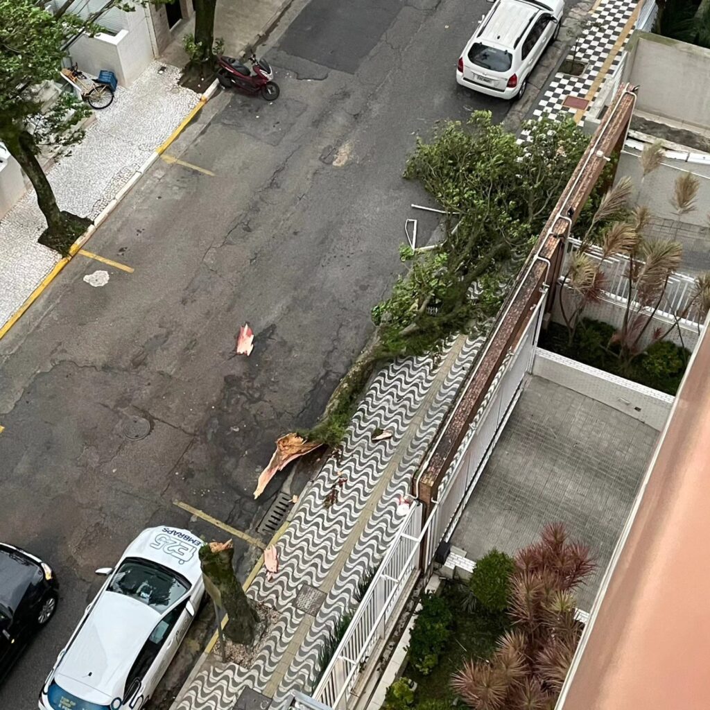porque cai árvores em são paulo
