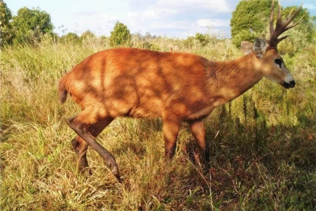cervo-do-pantanal
