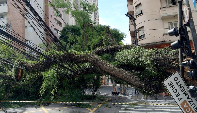 Porquê cai tantas árvores em São Paulo?