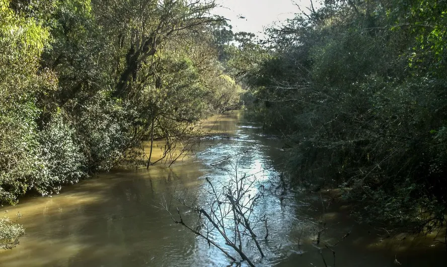 Bloqueio de crédito para desmatadores ajudou a reduzir derrubada da Mata Atlântica