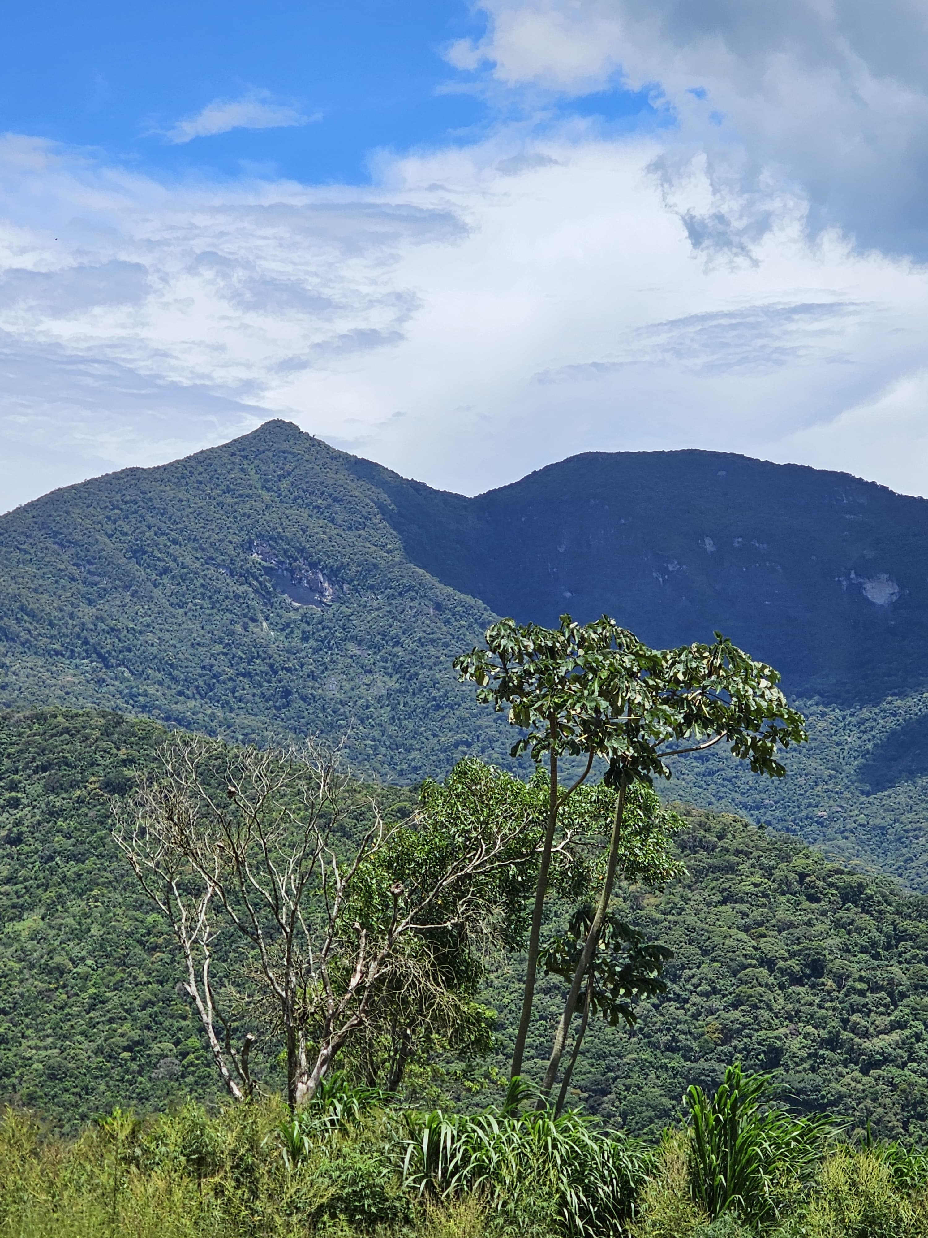 Estudo revela alto risco de extinção para árvores da Mata Atlântica