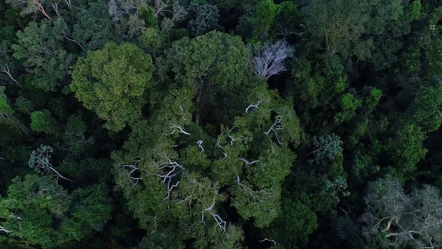 Poucas espécies de árvores dominam as principais florestas tropicais do mundo