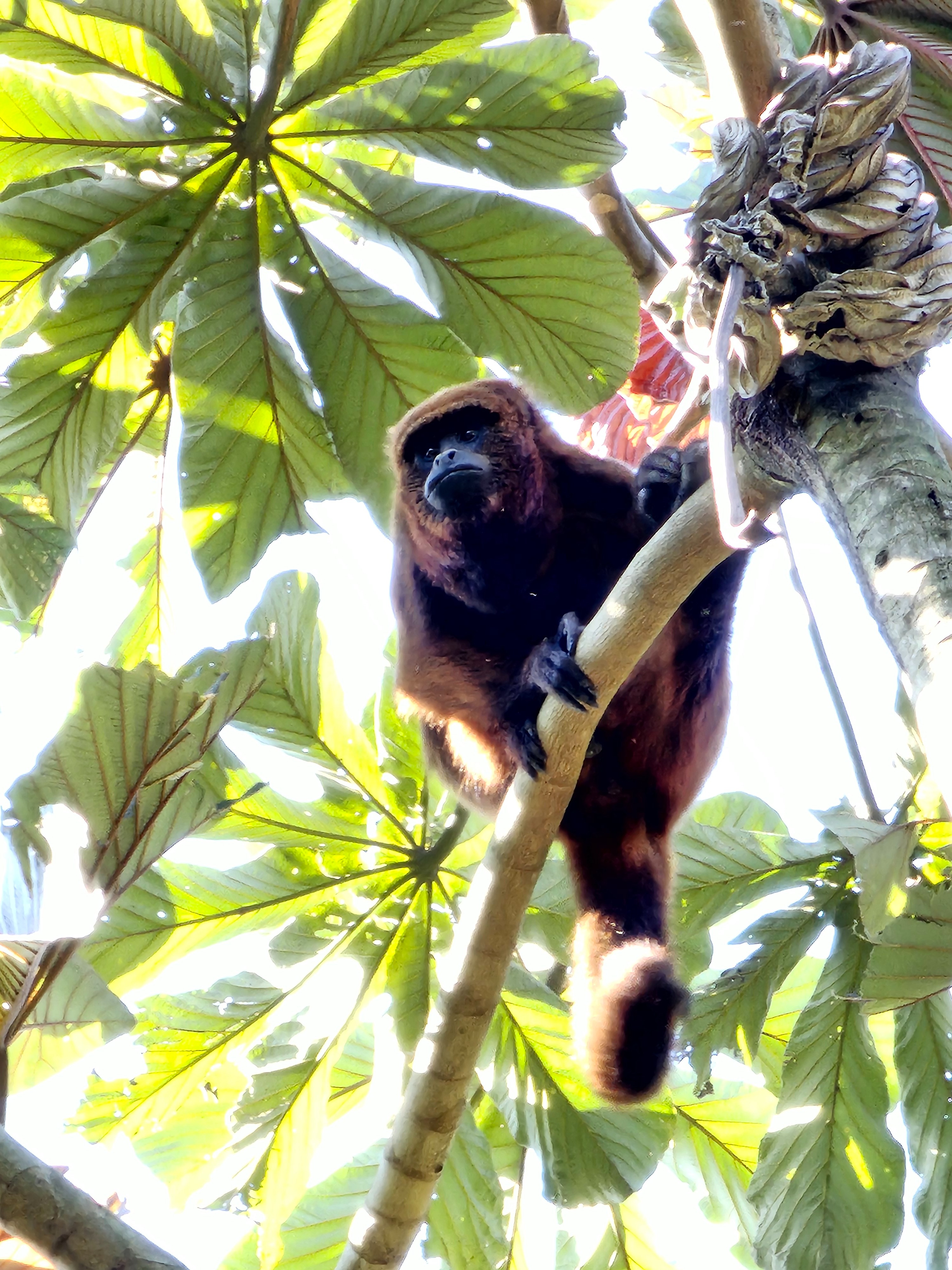 Bugio-ruivo (Alouatta guariba)