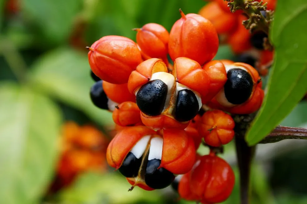 Guaraná – A Energia da Amazônia