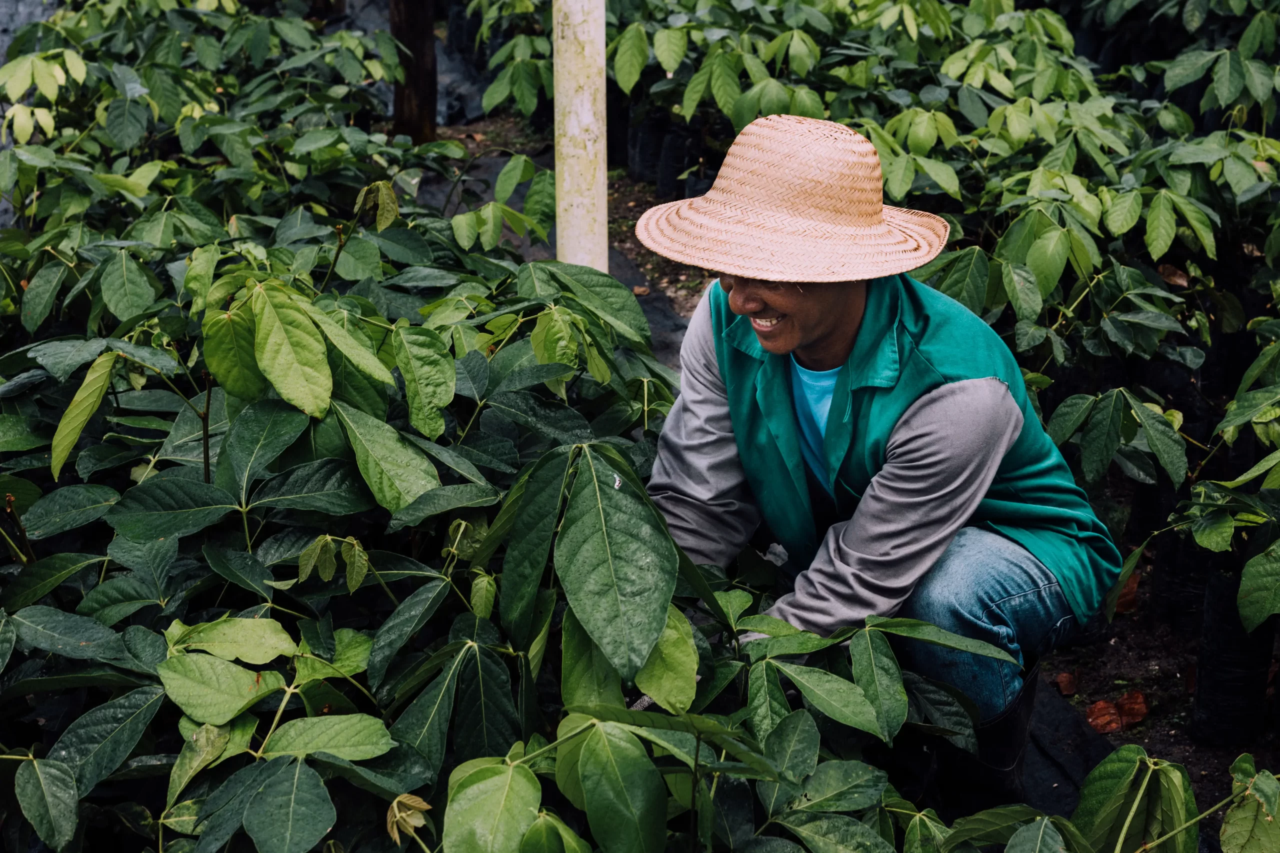O guaraná é uma fruta típica da Amazônia, encontrada desde a Amazônia Brasileira até a Venezuelana, é muito comum no Amazonas e no Pará é também conhecido como naranazeiro, uaraná, guaranaúva e guaranaína. No entanto, seu nome científico é Paullinia cupana, espécie pertencente à família das Sapindáceas.