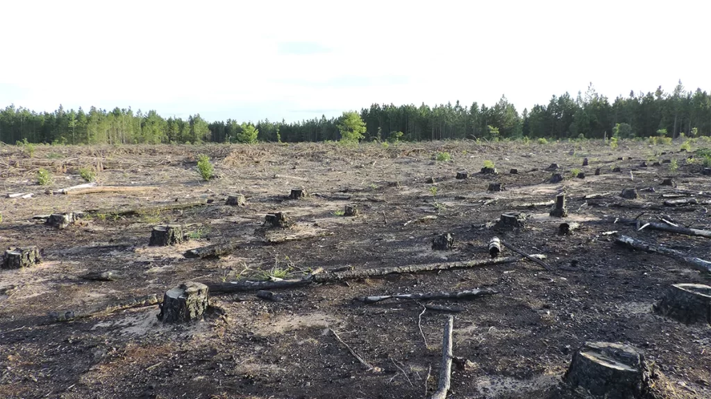Cerrado resiliente após anos de cultivo de Pinus