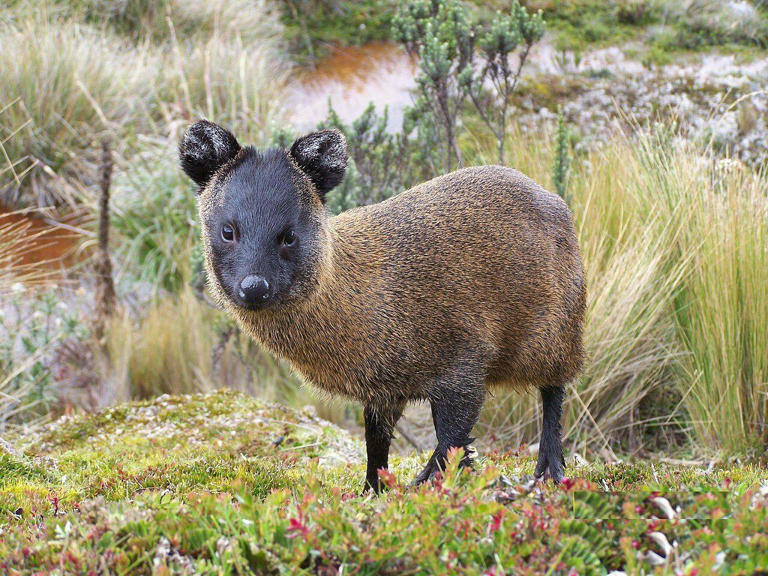 Nova espécie de mamífero descoberta por pesquisadores no Peru